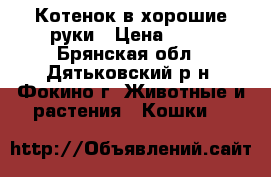 Котенок в хорошие руки › Цена ­ 12 - Брянская обл., Дятьковский р-н, Фокино г. Животные и растения » Кошки   